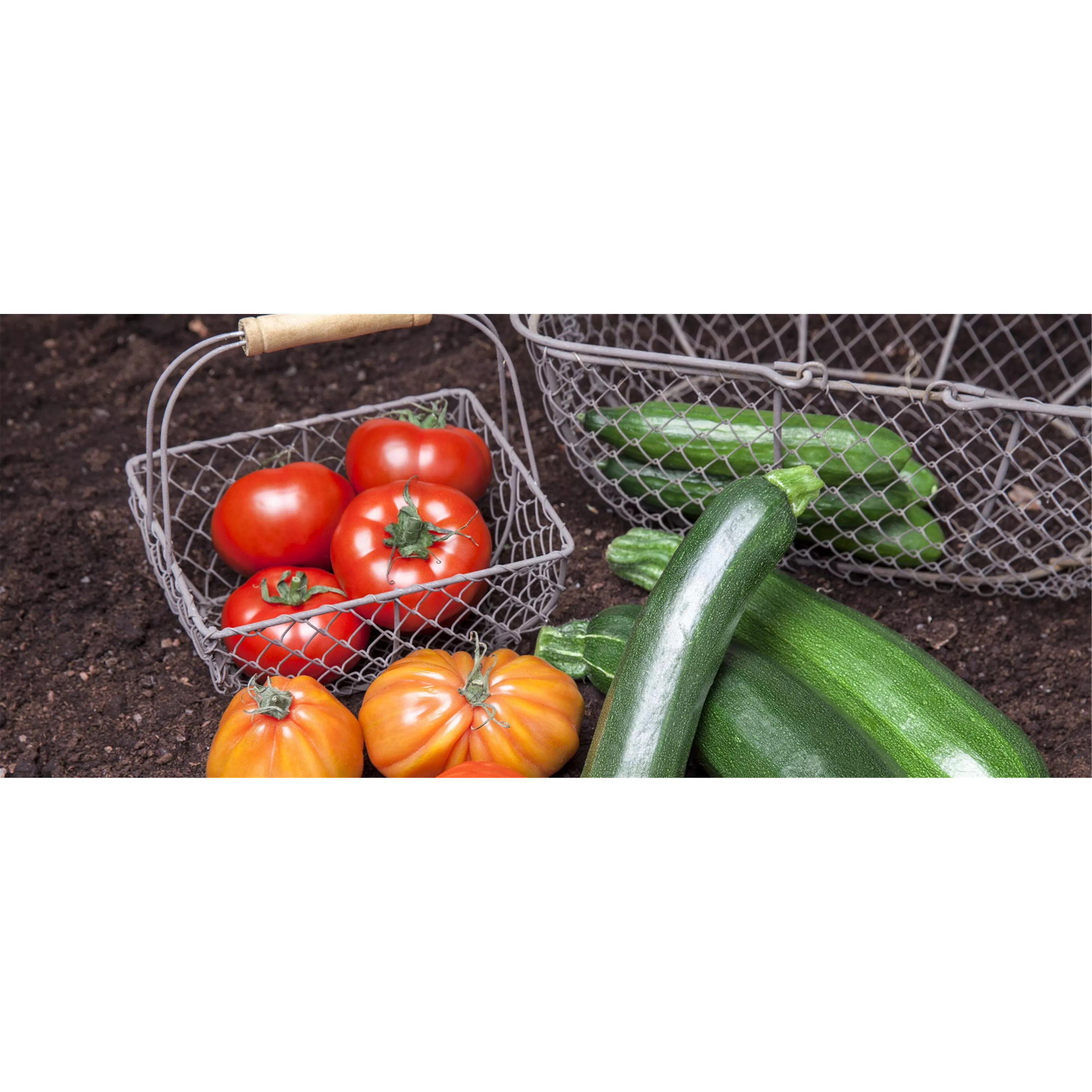 Erste Schritte in Richtung Gemüsegarten