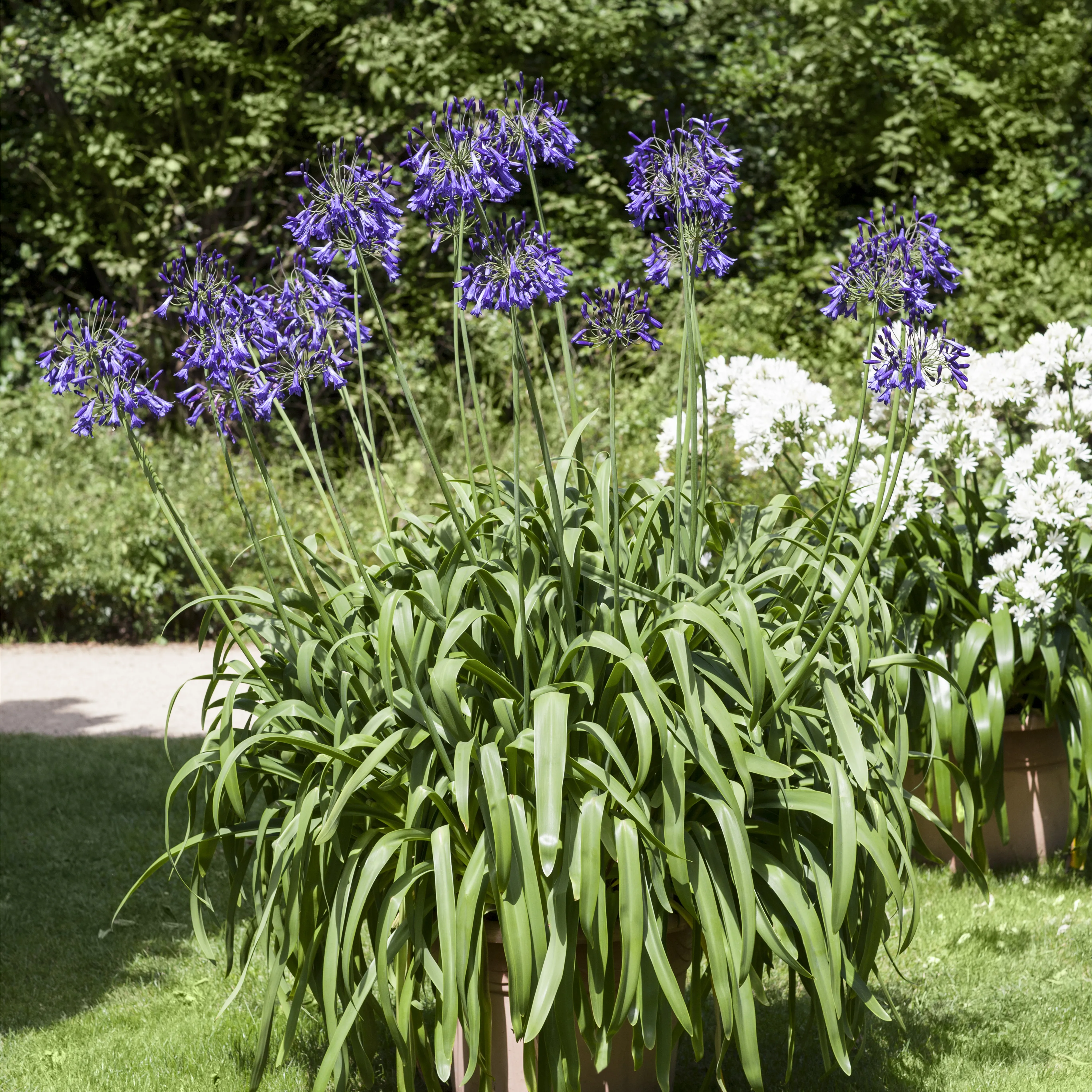 Schmucklilien umtopfen
